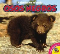 Produktbild: Osos Negros