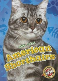 Produktbild: American Shorthairs
