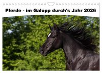 Produktbild: Pferde - im Galopp durch's Jahr 2026 (Wandkalender 2026 DIN A4 quer), CALVENDO Monatskalender