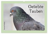 Produktbild: Geliebte Tauben (Wandkalender 2027 DIN A2 quer), CALVENDO Monatskalender
