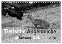 Produktbild: Tierische Augenblicke in Schwarz-Wei&szlig; (Wandkalender 2026 DIN A4 quer), CALVENDO Monatskalender