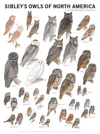 Produktbild: Sibley's Owls of North America