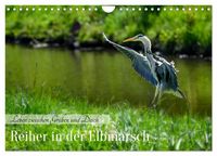 Produktbild: Reiher in der Elbmarsch (Wandkalender 2027 DIN A4 quer), CALVENDO Monatskalender