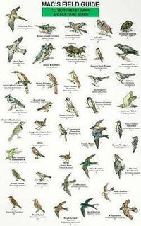 Produktbild: Mac's Field Guides: Northeast Park & Backyard Birds