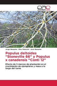 Produktbild: Populus deltoides "Stoneville 66" y Populus x canadensis "Conti 12"