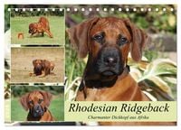 Produktbild: Rhodesian Ridgeback - Charmanter Dickkopf aus Afrika (Tischkalender 2026 DIN A5 quer), CALVENDO Monatskalender