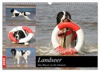 Produktbild: Landseer - Das Wasser ist ihr Element (Wandkalender 2026 DIN A3 quer), CALVENDO Monatskalender