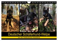 Produktbild: Deutscher Sch&auml;ferhund-Welpe - aus der Ostdeutschen Arbeitslinie (Wandkalender 2026 DIN A4 quer), CALVENDO Monatskalender