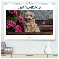 Produktbild: Maltipoo Welpen (hochwertiger Premium Wandkalender 2026 DIN A2 quer), Kunstdruck in Hochglanz