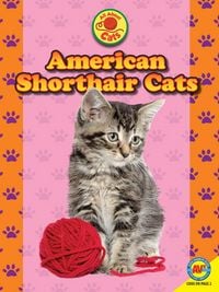 Produktbild: American Shorthair Cats