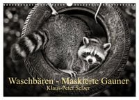 Produktbild: Waschb&auml;ren - Maskierte Gauner (Wandkalender 2026 DIN A3 quer), CALVENDO Monatskalender