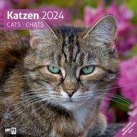 Bild vom Artikel Katzen Kalender 2024 - 30x30 vom Autor Ackermann Kunstverlag