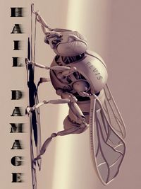 Produktbild: Hail Damage