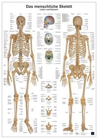 Bild vom Artikel Anatomie-Lerntafel/Skelett vom Autor Christoph Oberdieck