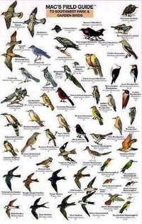 Produktbild: Mac's Field Guides: Southwest Park/Garden Birds