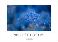 Produktbild: Blauer Bl&uuml;tentraum (Wandkalender 2026 DIN A3 quer), CALVENDO Monatskalender