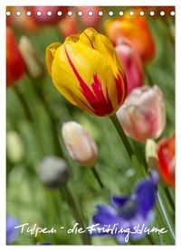 Produktbild: Tulpen - die Fr&uuml;hlingsblume (Tischkalender 2026 DIN A5 hoch), CALVENDO Monatskalender