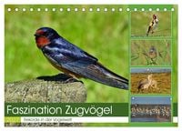 Produktbild: Faszination Zugv&ouml;gel - Rekorde in der Vogelwelt (Tischkalender 2027 DIN A5 quer), CALVENDO Monatskalender