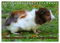 Produktbild: Meerschweinchen und Zwergkaninchen (Tischkalender 2026 DIN A5 quer), CALVENDO Monatskalender