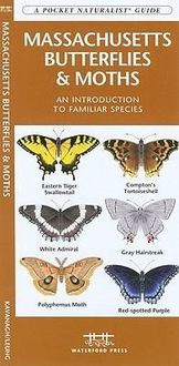 Produktbild: Massachusetts Butterflies & Mo