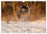 Produktbild: DER HABICHT, Des Falkners Allrounder (Wandkalender 2026 DIN A3 quer), CALVENDO Monatskalender