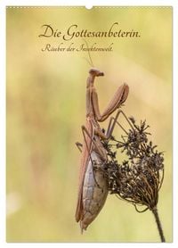 Produktbild: Die Gottesanbeterin. R&auml;uber der Insektenwelt. (Wandkalender 2026 DIN A2 hoch), CALVENDO Monatskalender