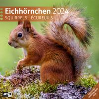Bild vom Artikel Eichhörnchen Kalender 2024 - 30x30 vom Autor Ackermann Kunstverlag