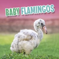 Produktbild: Baby Flamingos