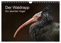 Produktbild: Der Waldrapp - Ein skurriler Vogel (Wandkalender 2026 DIN A4 quer), CALVENDO Monatskalender