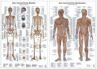 Produktbild: Anatomie Lerntafeln im Doppelpack