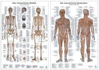 Produktbild: Anatomie-Poster im Doppelpack