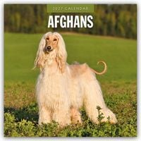 Produktbild: Afghans &ndash; Afghanischer Windhund 2027 &ndash; 16-Monatskalender