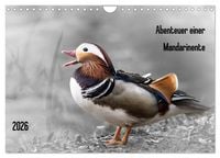 Produktbild: Abenteuer einer Mandarinente (Wandkalender 2026 DIN A4 quer), CALVENDO Monatskalender