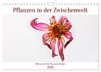 Produktbild: Pflanzen in der Zwischenwelt (Wandkalender 2026 DIN A4 quer), CALVENDO Monatskalender