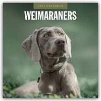 Produktbild: Weimaraners &ndash; Weimaraner 2027 &ndash; 16-Monatskalender