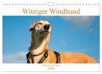 Produktbild: Witziger Windhund - Portugiesischer Galgo (Wandkalender 2026 DIN A4 quer), CALVENDO Monatskalender