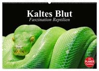 Produktbild: Kaltes Blut. Faszination Reptilien (Wandkalender 2026 DIN A2 quer), CALVENDO Monatskalender