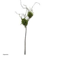 Produktbild: HTI-Living Produkt 17573 Artikel 18533