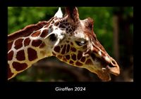 Bild vom Artikel Giraffen 2024 Fotokalender DIN A3 vom Autor Tobias Becker