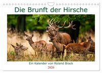 Produktbild: Die Brunft der Hirsche (Wandkalender 2026 DIN A4 quer), CALVENDO Monatskalender