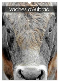 Produktbild: Vaches d'Aubrac (Calendrier mural 2026 DIN A3 horizontal), CALVENDO calendrier mensuel