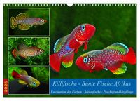 Produktbild: Killifische &ndash; Bunte Fische Afrikas (Wandkalender 2026 DIN A3 quer), CALVENDO Monatskalender