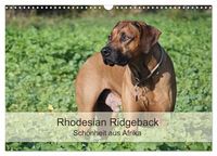Produktbild: Rhodesian Ridgeback Sch&ouml;nheit aus Afrika (Wandkalender 2026 DIN A3 quer), CALVENDO Monatskalender