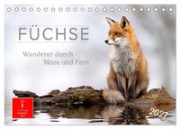Produktbild: F&uuml;chse - Wanderer durch Moos und Farn (Tischkalender 2027 DIN A5 quer), CALVENDO Monatskalender