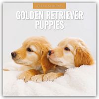 Produktbild: Golden Retriever Puppies &ndash; Golden Retriever Welpen 2027 &ndash; 16-Monatskalender