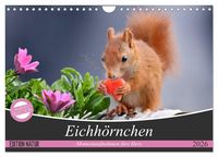 Produktbild: Eichh&ouml;rnchen Momentaufnahmen f&uuml;rs Herz (Wandkalender 2026 DIN A4 quer), CALVENDO Monatskalender