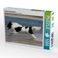 Produktbild: CALVENDO Puzzle Landseer beim Badespa&szlig; | 1000 Teile Lege-Gr&ouml;&szlig;e 64x48cm Foto-Puzzle f&uuml;r gl&uuml;ckliche Stunden