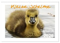 Produktbild: Kleine Schelme - Tierbabys (Wandkalender 2026 DIN A3 quer), CALVENDO Monatskalender