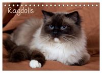 Produktbild: Ragdolls (Tischkalender 2026 DIN A5 quer), CALVENDO Monatskalender