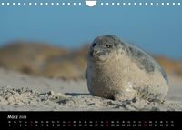 Robben auf Helgoland 2023CH-Version (Wandkalender 2023 DIN A4 quer)